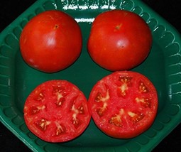 BSNKRY Celebrity Hybrid Tomato SeedsBulk 300 Pkt. Heavy ProducerCompact Plant - $11.64