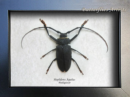 Longhorn Beetle Hoplideres Aquilus Amazing Framed Entomology Collectible Display - £70.17 GBP