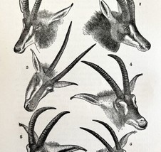 African Antelopes Heads 1890 Woodcut Print Victorian Stanley In Africa DWAA2A - £23.52 GBP