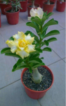 4 Pc Seeds Yellow White Desert Rose Flower, Adenium Seeds for Planting | RK - £16.78 GBP