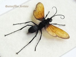 Real Tarantula Wasp Red Wings Stinger Pepsis Gigas Framed Entomology Sha... - $78.99