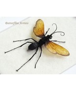 Real Tarantula Wasp Red Wings Stinger Pepsis Gigas Framed Entomology Sha... - $110.85 CAD
