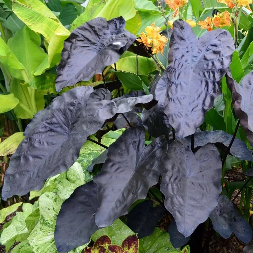 Painted Black Elephant Ear ppaf Gecko tm Colocasia Live Plant Fresh USA ... - £32.24 GBP