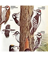 Woodpeckers Birds 5 Different Types 1966 Audubon Antique Art Print ADBN1o - $379.94 MXN
