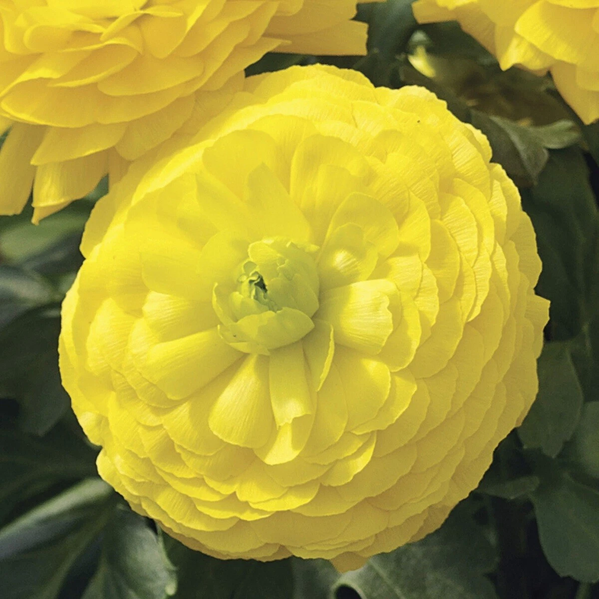Ranunculus Seeds Mache Yellow 25 Pelleted Seeds - $18.92