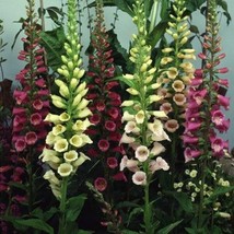 Foxglove- Excelsior Mix- 500 Seeds Fresh Garden Usa Seller - £5.10 GBP