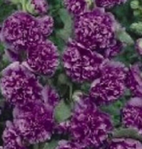 30 Pc Seeds Violet Double Alcea Hollyhock Flower, Hollyhock Seeds for Planting  - £11.53 GBP