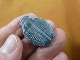 (F704-27) Trilobite fossil trilobites extinct marine arthropod I love fo... - €12,83 EUR