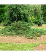 Pinus Sylvestris Albyn Prostrate Scots Pine Live Plant 10 Inch Tall 1 Ga... - $25,726.67 MXN