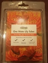 One Orange Water Lily - Nymphaea Sioux tuber-Brand New-SHIPS SAME BUS DAY - $44.43