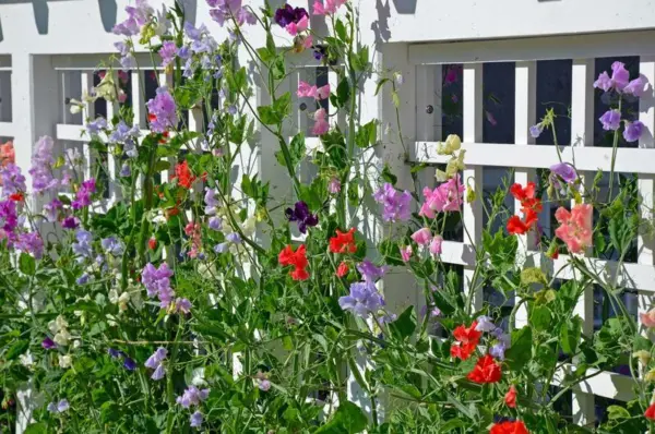 30 Sweet Pea Royal Mix Colorful Flowers Fresh Usa Garden - £3.10 GBP