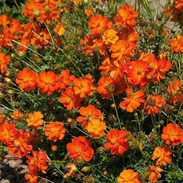 Cosmos Bright Lights Mix Orange/Yellow Blooms Pollinator Bees Non-Gmo 10... - £6.15 GBP