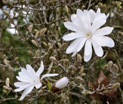 4&quot; Pot Stellata Magnolia Shrub Like Tree That Produces White Star Shaped... - £42.39 GBP