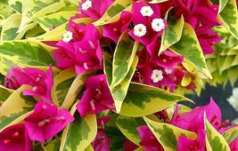 Bougainvillea Pink Pixie Queen Small Well Rooted Starter Plant - £34.28 GBP