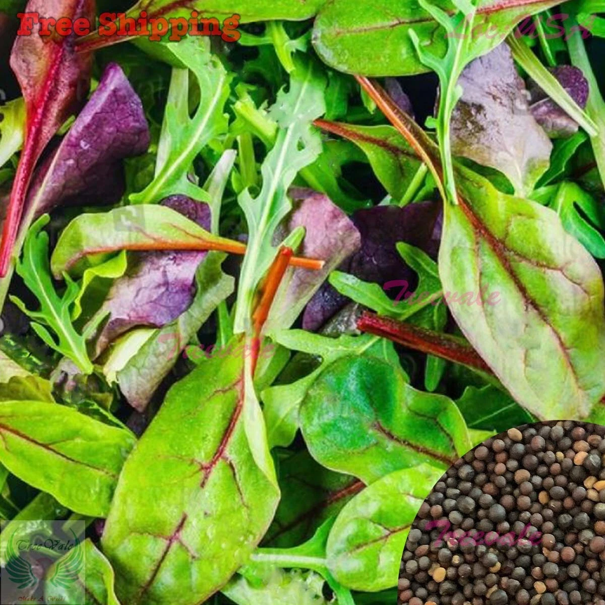 Mixed Greens Seeds | Mesclun Mix-Arugula,Kale,Mizuna,Purple Osaka Mustar... - $2.40