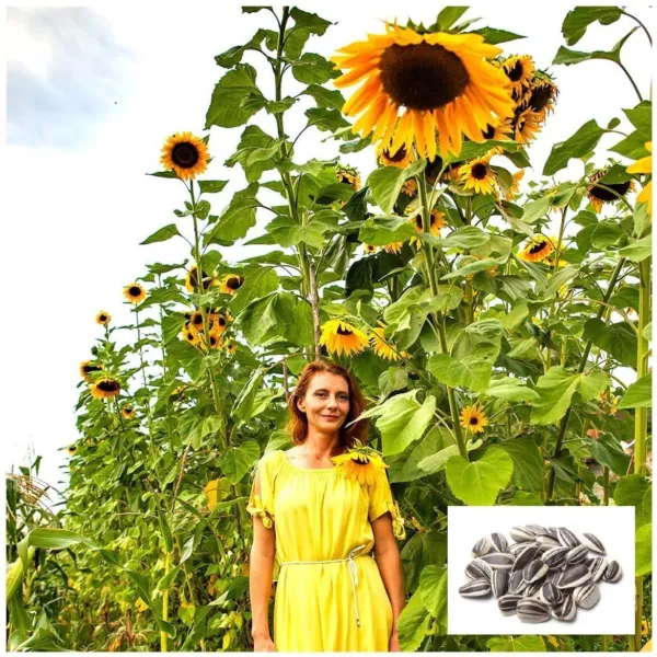 Fresh Skyscraper Sunflower Seeds For Planting 100+ Seeds Huge 15 20 Feet Tall Wi - $16.56