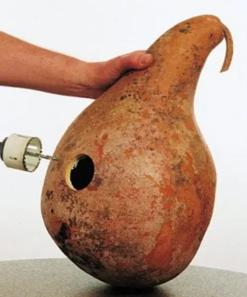 Fresh Gourd Martinhouse Bottle Heirloom Huge Decorative Bird Lovers Non-... - $11.96