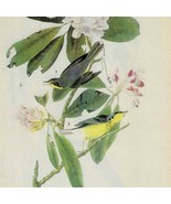 Canada Warbler Bird 1946 Color Plate Print John James Audubon Nature DWV2B - $552.13 MXN