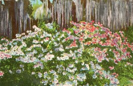 Azaleas And Spanish Moss Unposted Postcard In The Sunny South Florida - $14.84