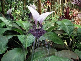 GIB Tacca integrifolia | White Bat Flower | 10 Seeds - $18.00