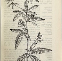 1905 Norway Cinquefoil Flower Print Pen &amp; Ink Lithograph Antique Art 6.75 x 3.75 - £8.25 GBP