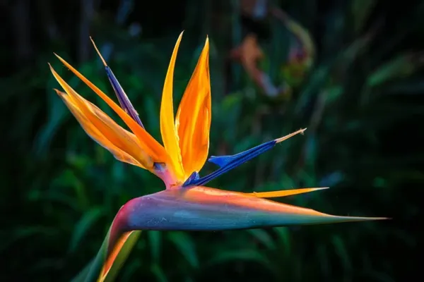 Orange Bird Of Paradise Flower Seeds 5 Seeds To Grow Great Indoor Tropical P Gar - £18.26 GBP