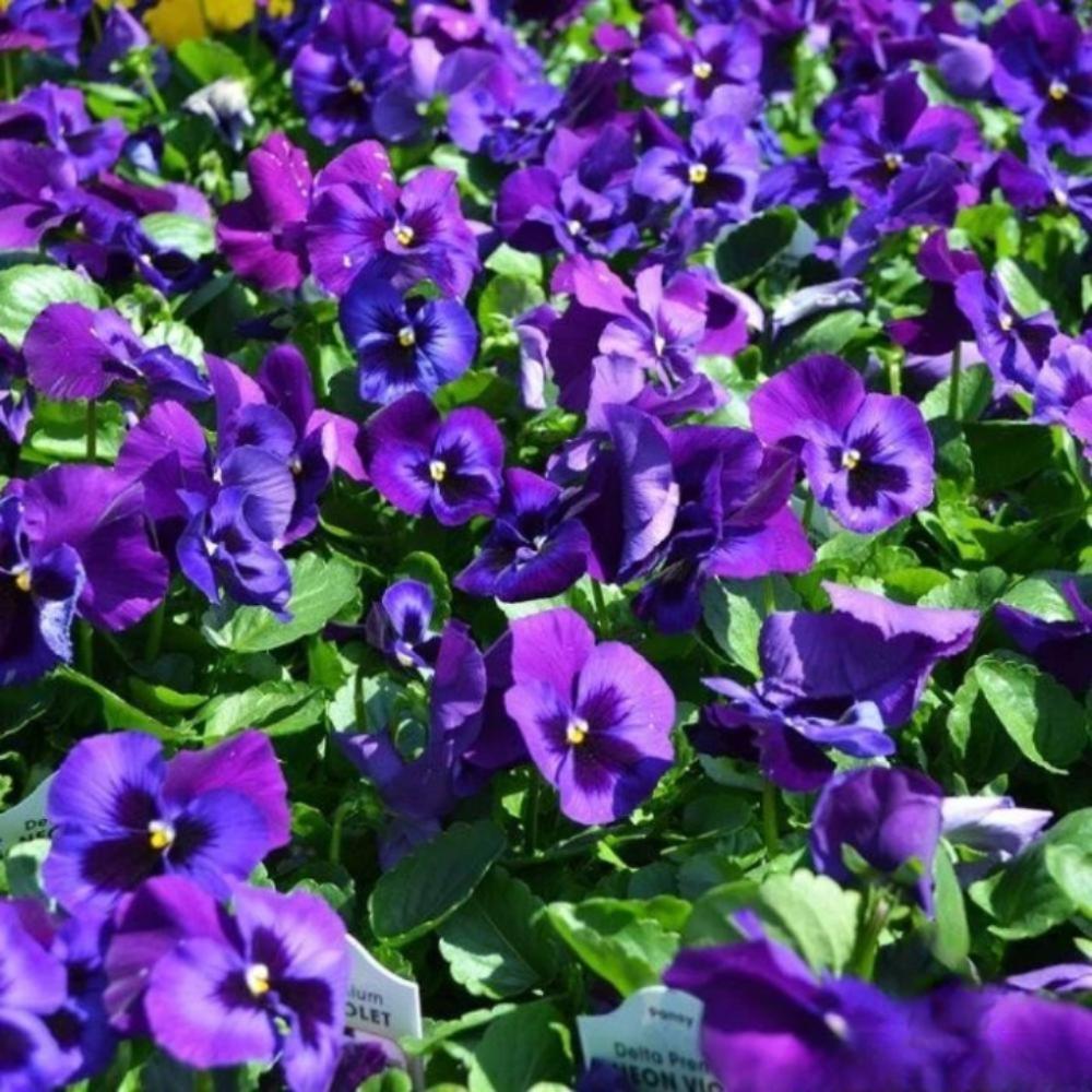 200+ Neon Violet Pansy Viola Seeds | Bright Cool Season Flowers - $16.50