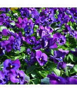 200+ Neon Violet Pansy Viola Seeds | Bright Cool Season Flowers - €14,26 EUR