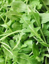 Grow In US 500 Organic Roquette Arugula Seeds Salad Rocket Garden Rocket... - $8.49