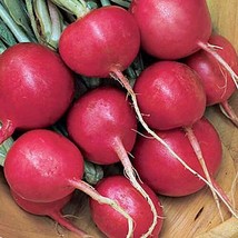 HT Cherry Belle Radish Seeds 200 Seeds Non-Gmo 1092 Garden Seeds - $9.94