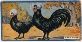 Cowan Co Toronto Card Black Polish Chicken Series - £7.78 GBP