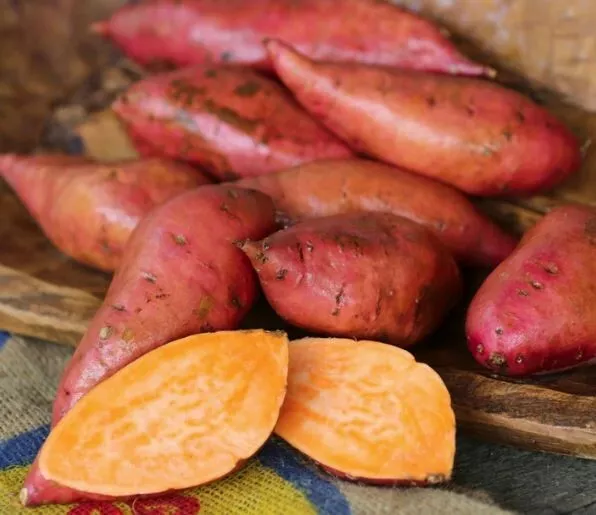 10 Sweet Potato Slips Plants - Georgia Jet - Non GMO &amp; Chemical Free USA... - $26.99