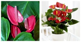 Anthurium - Oaxaca - Live Well Rooted STARTER Plant - $38.99