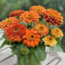 Garden Store 100 Queeny Pure Orange Zinnia Seeds FROM USA  - $9.62