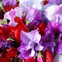 USA SELLER Royal Mix Sweet Pea Fragrant Aroma Red Pink Rose Vine Flower Free Shi - $11.95