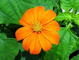 150 Tithonia Rotundifolia Mexican Sunflower Seeds - Outdoor Living - Garden Seed - $56.99
