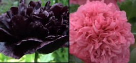 Peony Poppy Pink &amp; Black Combo 300 Seeds+RETURN CUSTOMER BONUS+BUY 2 GET 1 - £4.14 GBP