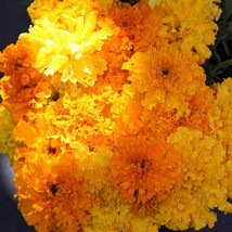 SHIP FROM US 2 G ~560 SEEDS - CRACKERJACK MARIGOLD SEEDS - NON-GMO, TM11 - $16.44