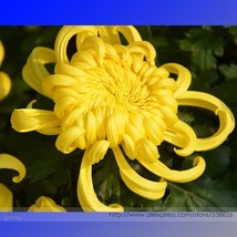 NEW Yellow Chrysanthemum Perennial Bonsai Flower Seeds, Professional Pack, 50 Se - £4.26 GBP