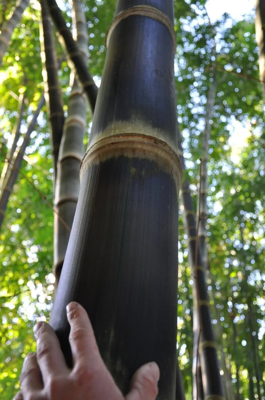 Dendrocalamus Asper Hitam Black Bamboo Live Plants Exotic Tropical Decor - $81.57