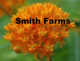 25 Seeds Orange Butterfly Weed Flowers Milkweed Asclepias Tuberosa Fresh Seeds U - £9.70 GBP