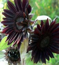 VP 25 Velvet Queen Black Sunflower Seeds Flowers Seed Flower Perennial - £5.01 GBP