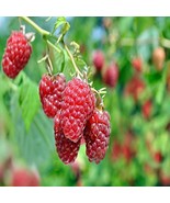 1 Dorman Red - Raspberry Plant - Everbearing - Organic Grown - Ready for... - $19.95