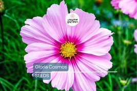 Gloria Cosmos Seeds | Non-GMO | Pink Blooms | Attracts Pollinators | Fas... - $4.99+