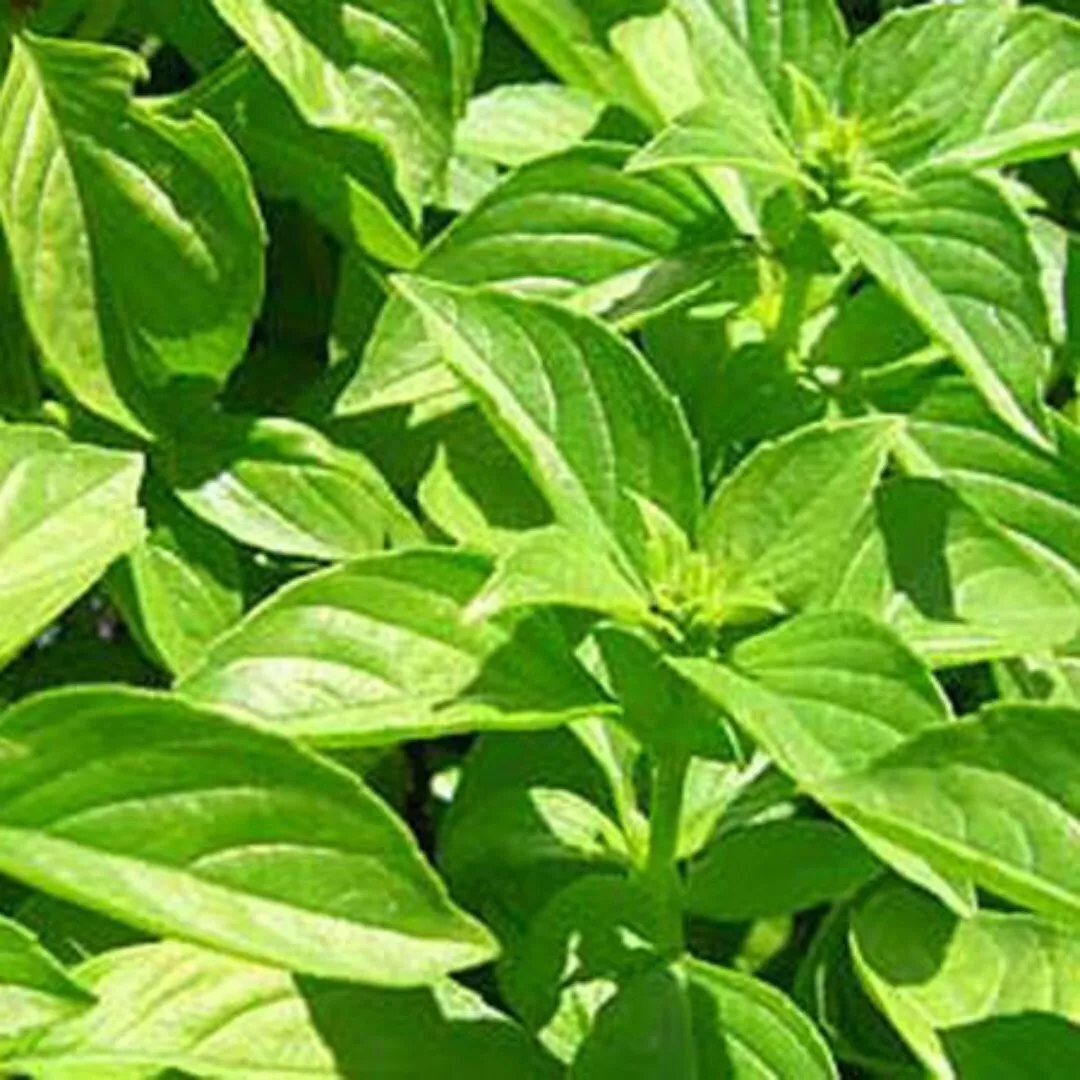 Lemon Basil Seeds 600 Seeds Fast Shipping - £6.77 GBP