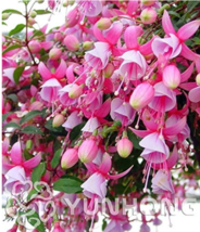 SL 100Pcs/Bag Fuchsia Seeds, Fuchsia Flowers,Lantern Flower, Begonia Flower,Seed - £1.48 GBP