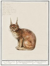 11890.Quality Decoration Poster.Room Home office Wall decor.Nature art.Lynx cat - £13.66 GBP+