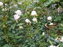 Cinderella Miniture Rose bare root plant - $425.75 MXN