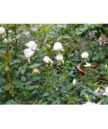 Cinderella Miniture Rose bare root plant - $425.75 MXN