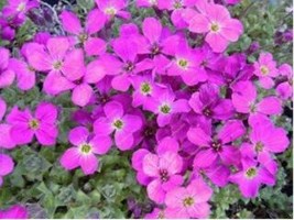 SL 300 Creeping Thyme Seeds Purple Pink Cress Rock Flowers - $6.91